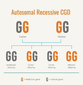 autosomal-recessive-cgd-inheritance-diagram-mobile