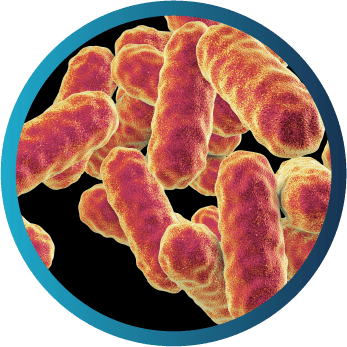 Microscopic view of Serratia marcescens, commonly presenting with osteomyelitis and soft tissue infections; less commonly with pneumonia and sepsis.