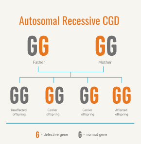 Diagram of autosomal recessive CGD inheritance showing both parents as carriers with one normal gene and one defective gene, resulting in offspring who can either inherit two normal genes (unaffected), one normal and one defective gene (carrier), or two defective genes (affected by CGD)