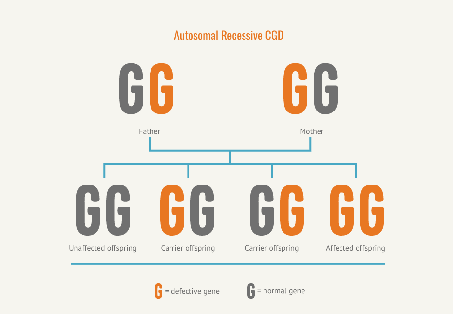 Diagram of autosomal recessive CGD inheritance showing both parents as carriers with one normal gene and one defective gene, resulting in offspring who can either inherit two normal genes (unaffected), one normal and one defective gene (carrier), or two defective genes (affected by CGD)