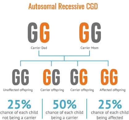 Diagram illustrating the inheritance pattern of Autosomal Recessive CGD, showing a 25% chance of each child not being a carrier, a 50% chance of being a carrier, and a 25% chance of being affected.