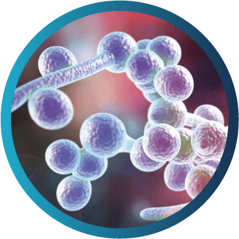 Microscopic view of Candida species associated with sepsis, soft tissue infection, and liver abscess.