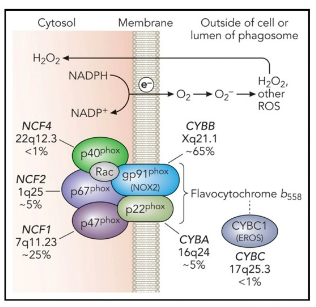 Diagram explaining the role of NADPH oxidase in superoxide production and how mutations in NADPH oxidase genes can lead to Chronic Granulomatous Disease (CGD), affecting neutrophil function