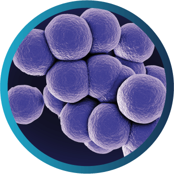 Microscopic view of Staphylococcus aureus