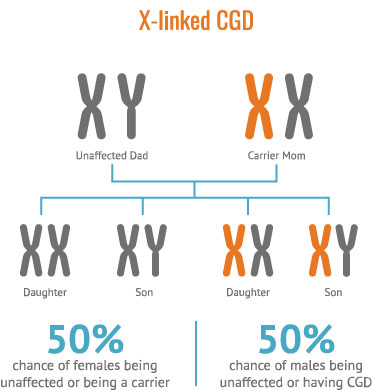 Diagram illustrating the inheritance pattern of X-linked CGD, showing a 50% chance of females being unaffected or carriers and a 50% chance of males being unaffected or having CGD